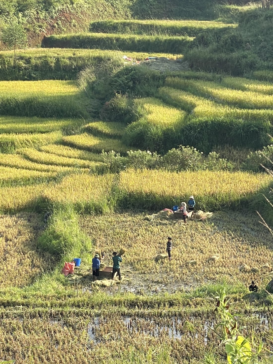 Đời sống ruộng
